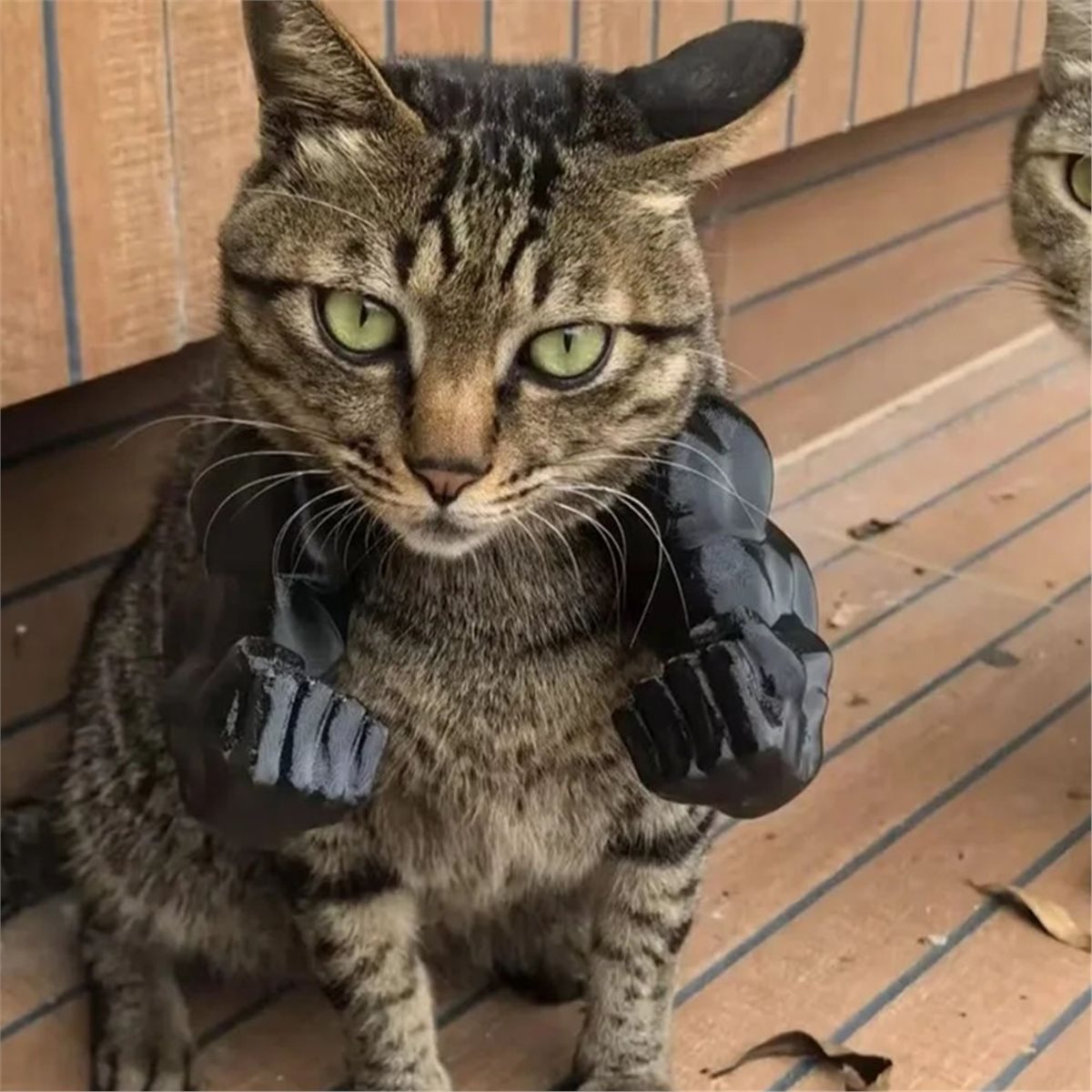 مجموعة قلادة ذراع قطة عضلية جد - مراجعة Cat Toys وسعره