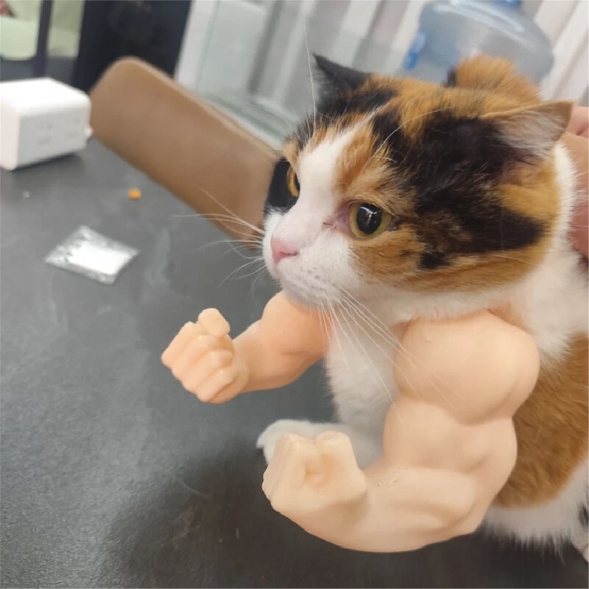 مجموعة قلادة ذراع قطة عضلية جد - مراجعة Cat Toys وسعره